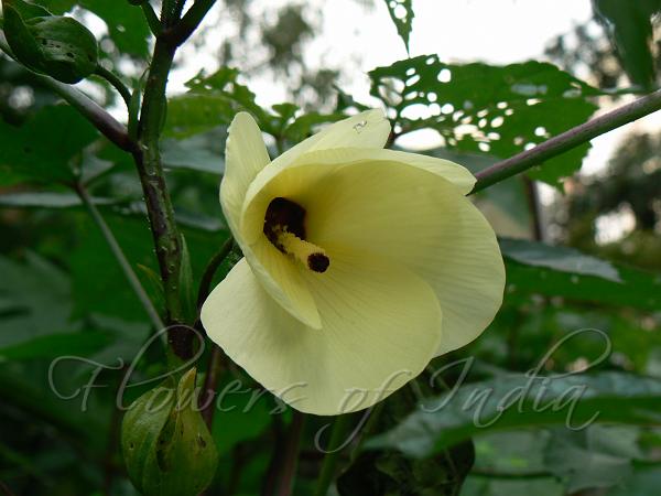 Sweet Hibiscus